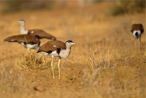 Great Indian Bustard Sanctuary