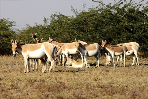 Wild Ass Sanctuary